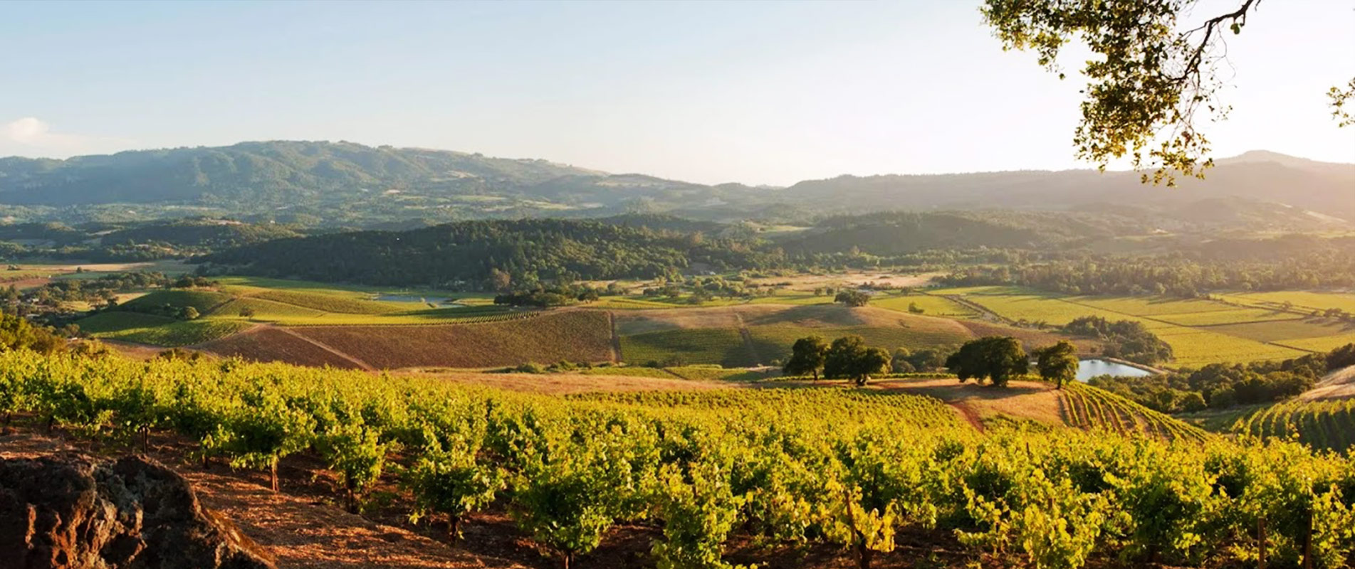 There are over 400 wineries in the Napa Valley alone!