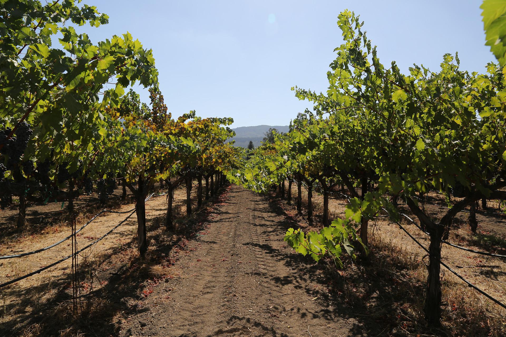 Sonoma Valley is known as the birthplace of wine in California